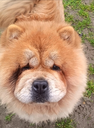 Csaucsau törzskönyvezett szuka 