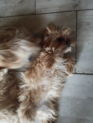 Yorkshire terrier - kép 3