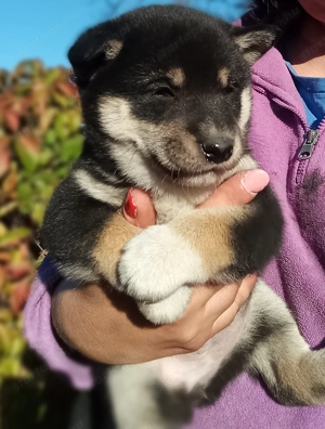 Shiba inu kiskutyák előjegyezhetők  - kép 3
