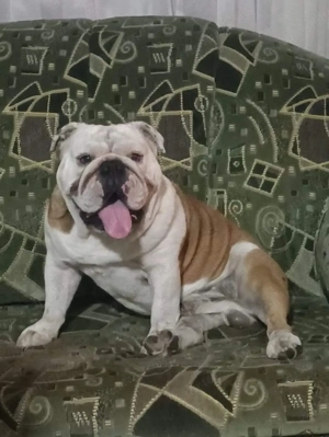 Törzskönyvezett kan angol bulldog kiskutyáért cserébe fedeztetne