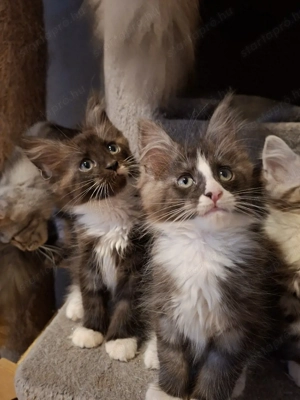Maine Coon kiscicák - kép 3