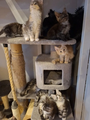 Maine Coon kiscicák - kép 5