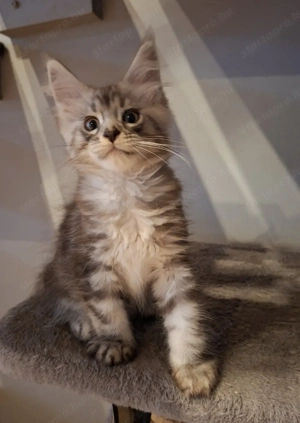 Maine Coon kiscicák - kép 2