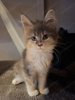 Maine Coon kiscicák - kép 4