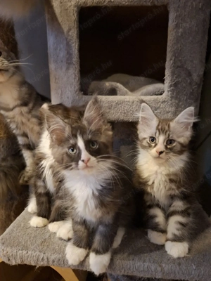 Maine Coon kiscicák - kép 10