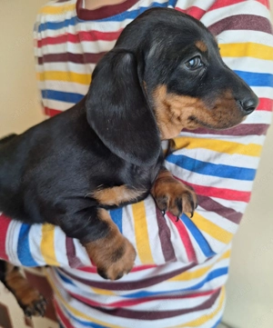 Fekete cser törpetacskó