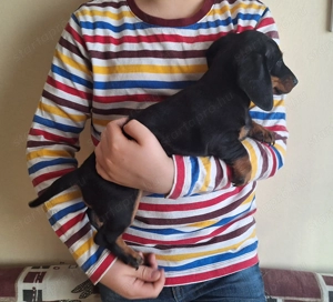 Fekete cser törpetacskó - kép 3