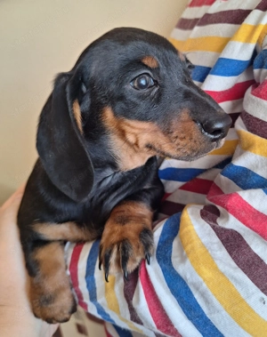 Fekete cser törpetacskó - kép 3