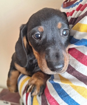 Fekete cser törpetacskó - kép 2