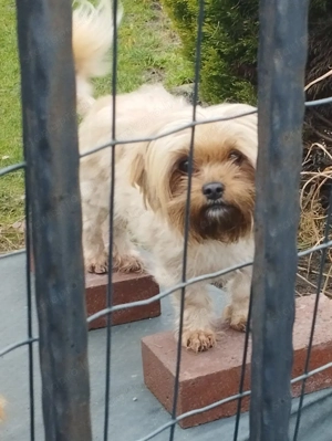 Yorkshire terrier - kép 3