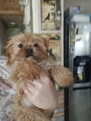 Yorkshire terrier - kép 4