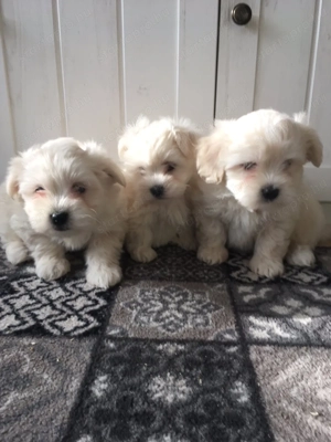 Bichon havanese kiskutyák - kép 4