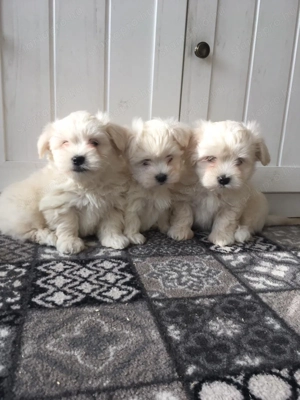 Bichon havanese kiskutyák - kép 3