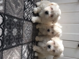 Bichon havanese kiskutyák - kép 2