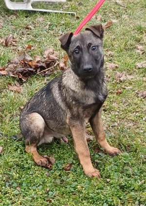 Német juhász jellegű kisfiú szerető gazdit keres  - kép 3