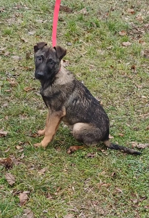 Német juhász jellegű kisfiú szerető gazdit keres  - kép 2