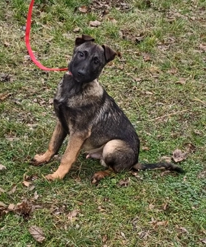 Német juhász jellegű kisfiú szerető gazdit keres  - kép 4