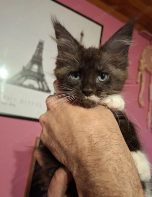 Maine Coon kiscica fiú - kép 2