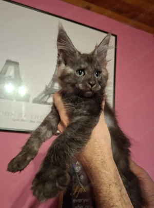 Maine Coon füstfekete - kép 3