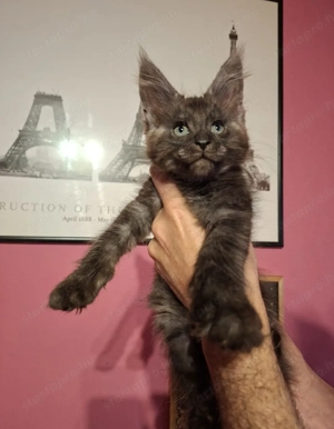 Maine Coon füstfekete - kép 2