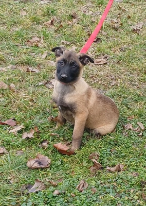Malinois jellegű kiskutyák szerető gazdit keresnek - kép 7