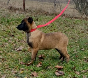 Malinois jellegű kiskutyák szerető gazdit keresnek - kép 5