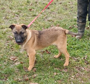 Malinois jellegű kiskutyák szerető gazdit keresnek - kép 3