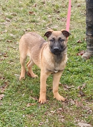 Malinois jellegű kiskutyák szerető gazdit keresnek - kép 2