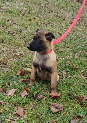 Malinois jellegű kiskutyák szerető gazdit keresnek - kép 8