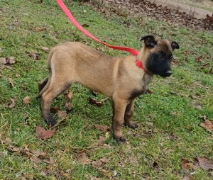 Malinois jellegű kiskutyák szerető gazdit keresnek - kép 9