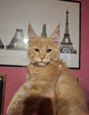 Maine Coon krém kandur - kép 2