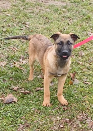 Malinois jellegű kiskutyák szerető gazdit keresnek - kép 4