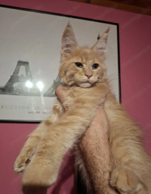 Maine Coon krém kandur - kép 4