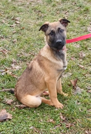 Malinois jellegű kiskutyák szerető gazdit keresnek - kép 6