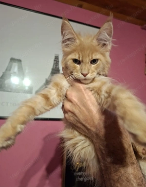 Maine Coon krém kandur - kép 3