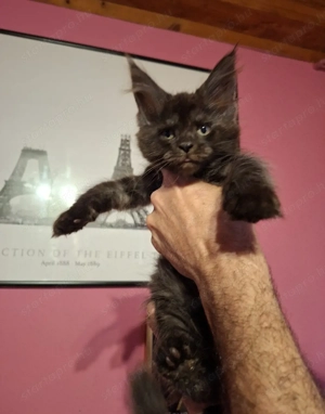 Maine Coon kislány - kép 2