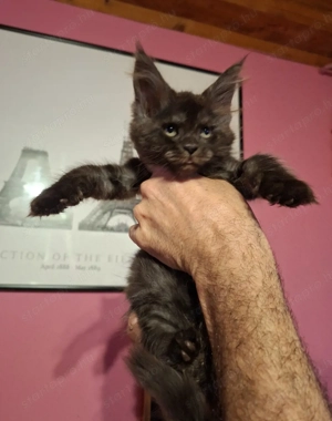 Maine Coon kislány - kép 3