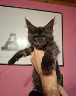 Maine Coon kislány - kép 4