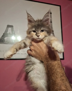 Maine Coon kislány - kép 2