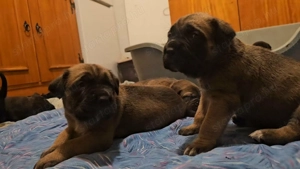 Cane Corso kölykök - kép 3