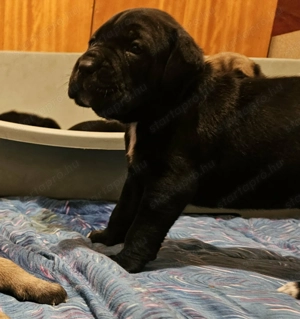 Cane Corso kölykök - kép 4