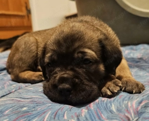 Cane Corso kölykök - kép 5
