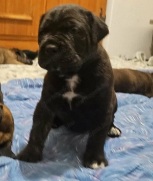 Cane Corso kölykök - kép 2