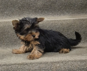 Yorki kislány eladó - kép 4