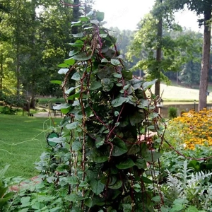 Malabar futó spenót kerítés takaró