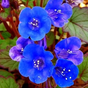 Facelia virágmag - kép 2