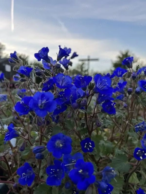 Facelia virágmag - kép 4