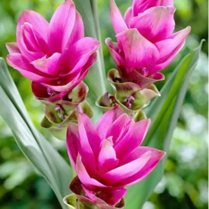 Kurkuma rizoma  - kép 4