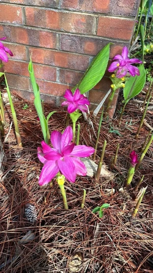 Kurkuma rizoma  - kép 2