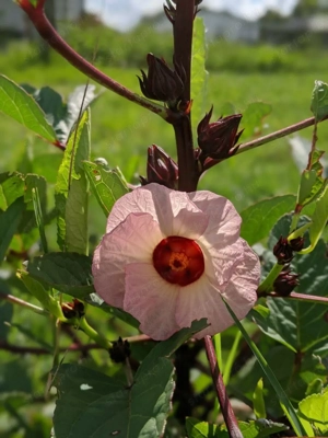 Varjúmák (Hibiscus trionum) magok - kép 2